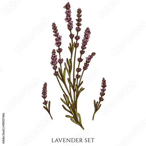 Tea herbs hand drawn vector illustrations collection. Colored lavender.