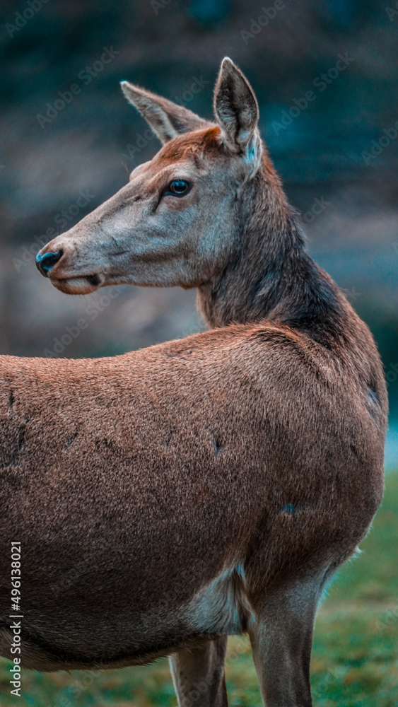 Fototapeta premium Portrait Of Deer