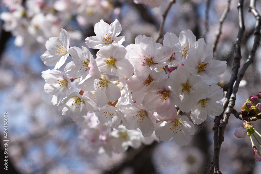 Cherry blossom (Sakura) in spring, Tokyo, Japan Cherry blossom (Sakura) in spring, Tokyo, Japan