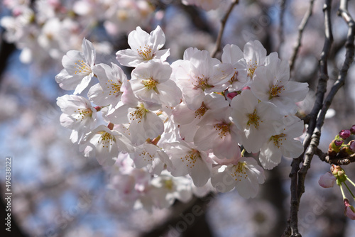 Cherry blossom (Sakura) in spring, Tokyo, Japan