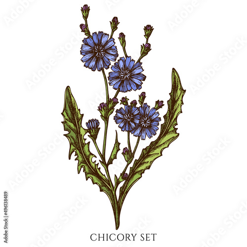 Tea herbs hand drawn vector illustrations collection. Colored chicory.