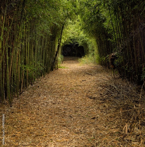 Viottolo di Bambù