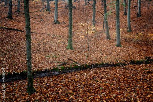 A beech forest in late autumn.