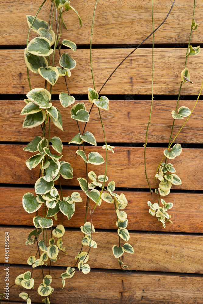 background with wooden stick and a vine decorating, nature and garden plants with rustic style, texture details background with wooden stick and a vine decorating, nature and garden plants with rustic style, texture details