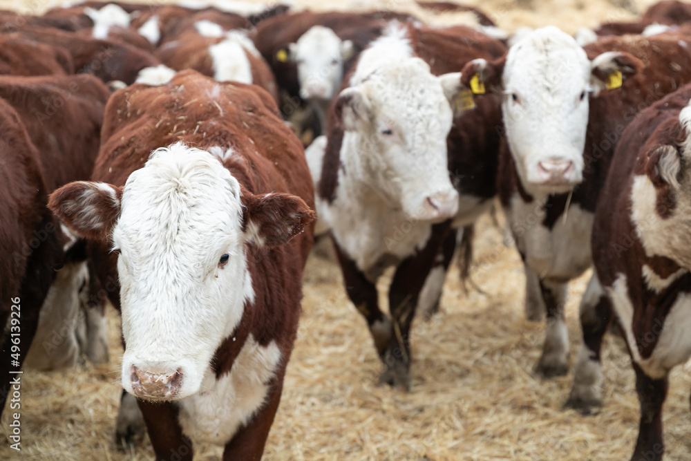 industrial cultivation of cows on a farm.Cattle eating grass outdoors in winter industrial cultivation of cows on a farm.Cattle eating grass outdoors in winter