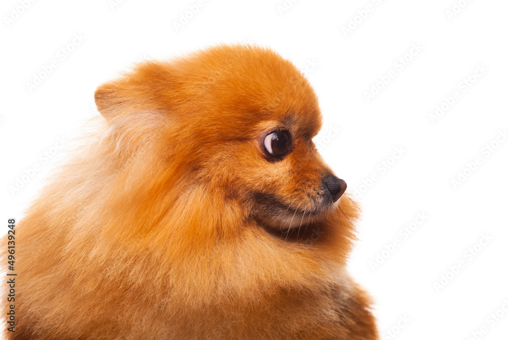 Obraz premium image of dog white background