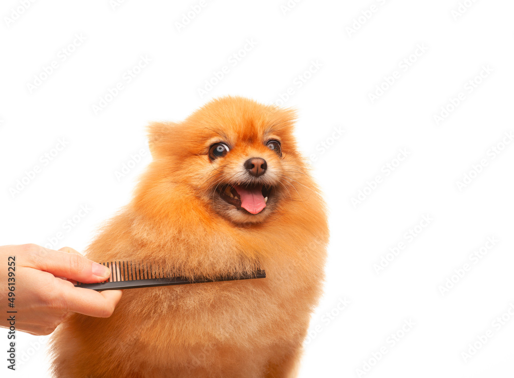 Obraz premium image of dog hand hairbrush white background 