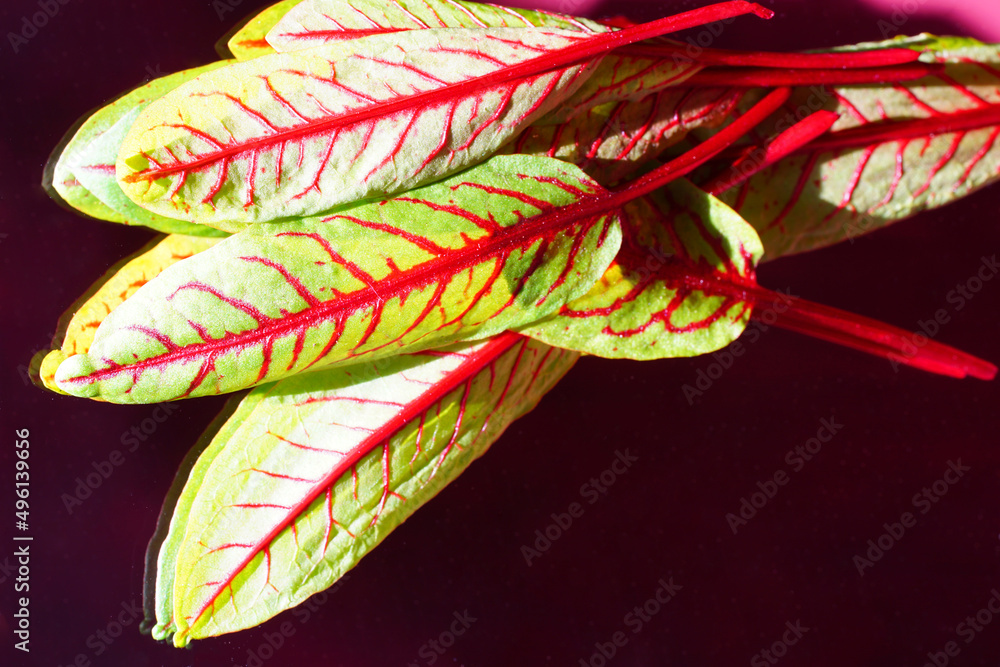 Φωτογραφία Closeup view of green leaves with dark red veins of the blood dock red sorrel pl