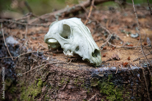 skull in the forest © Marek