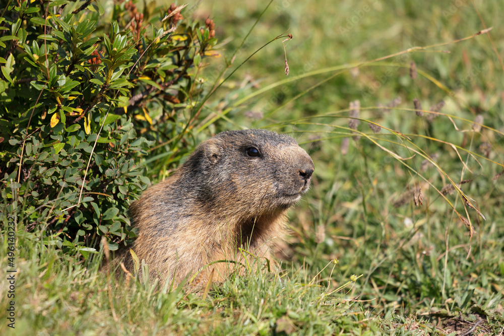 Marmot in the Swiss Alps. Cute mountain animal with fur details. Close-up with telephotography. Curious animal in its hole. Poking outside to look. Brown fur. Swiss mountain area. Marmot in the Swiss Alps. Cute mountain animal with fur details. Close-up with telephotography. Curious animal in its hole. Poking outside to look. Brown fur. Swiss mountain area.