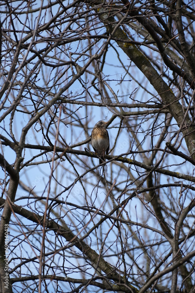Song thrush on a branch in nature, bird in a natural environment in the wild. Song thrush on a branch in nature, bird in a natural environment in the wild.