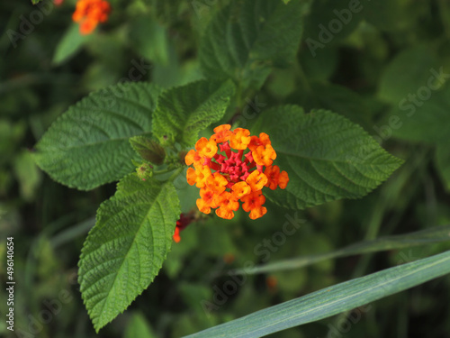 Orange Lantana Camara flower
