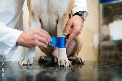 a veterinarian bandages a white-yellow dog's leg at a veterinary clinic. The Staffordshire Terrier has a sick and painful leg
