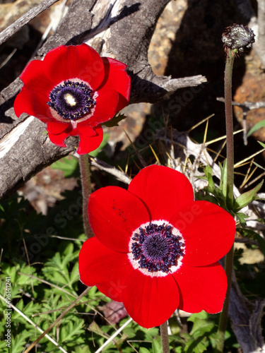 Fototapet Red anemones known also as poppy anemone, windflower (Anemone coronaria in Latin) on the hills of the Aegean coastal town Yalikavak, in Bodrum, Turkey
