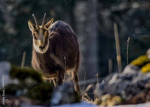 Chamois