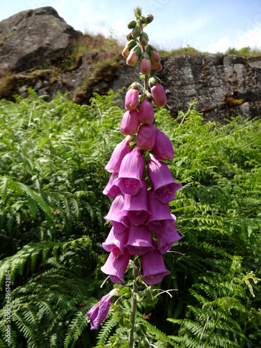 Foxglove flower (Digitalis purpurea in Latin) in Thirlmere reservoir, Lake District, Cumbria, England, UK.   