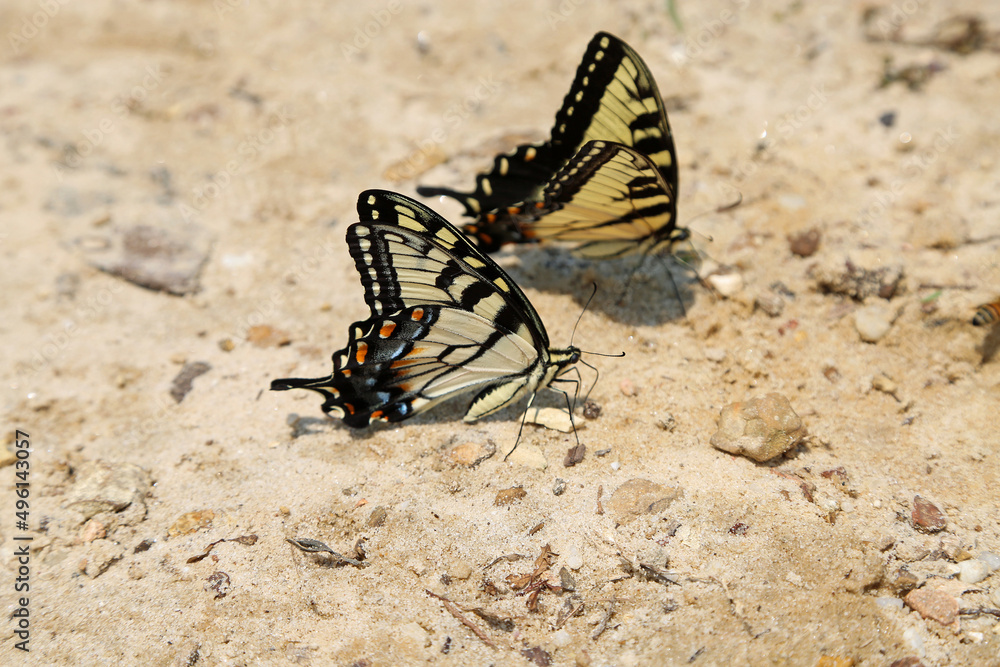 Fototapeta premium Eastern Tiger Swallowtail butterfly - Tennessee