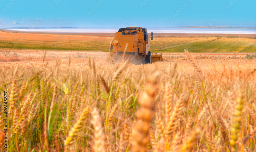 Fototapeta premium Combine harvester harvesting wheat field