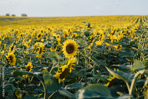 Fototapeta Naklejka Na Ścianę i Meble -  Yellow sunflowers in sunny summer day. Beautiful landscape with sunflower field. Agricultural industry, production of sunflower oil.