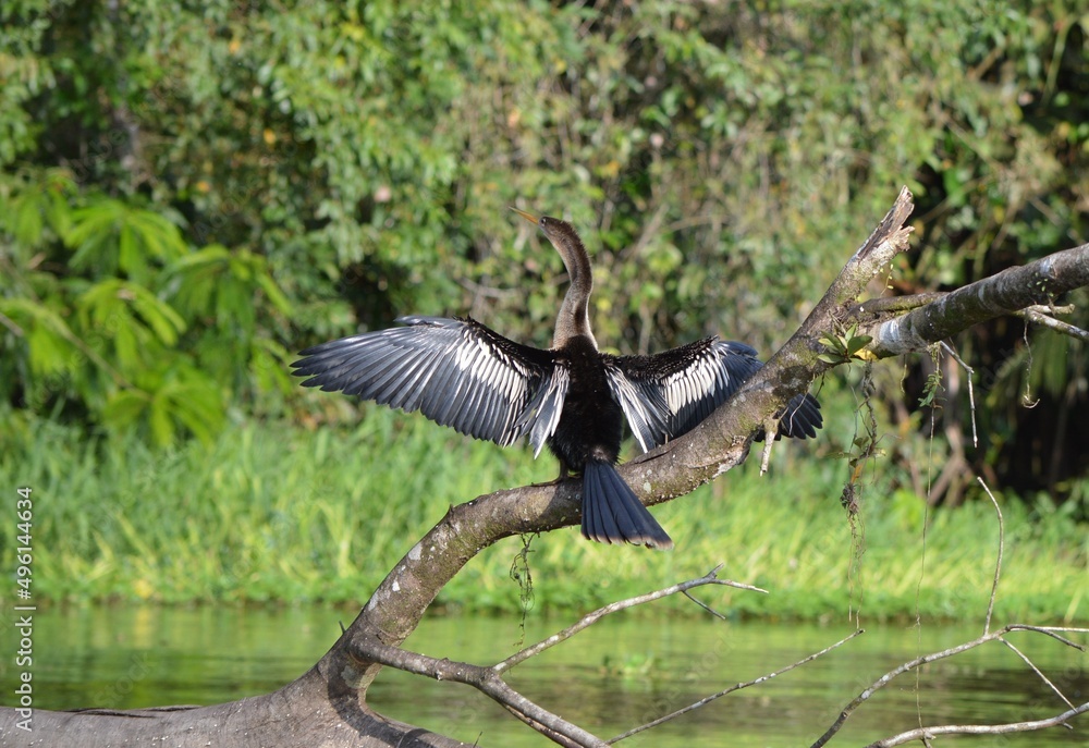 Naklejka premium LA SELVA