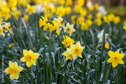 The daffodil, Narcissus pseudonarcissus, yellow narcissus flowers in a park