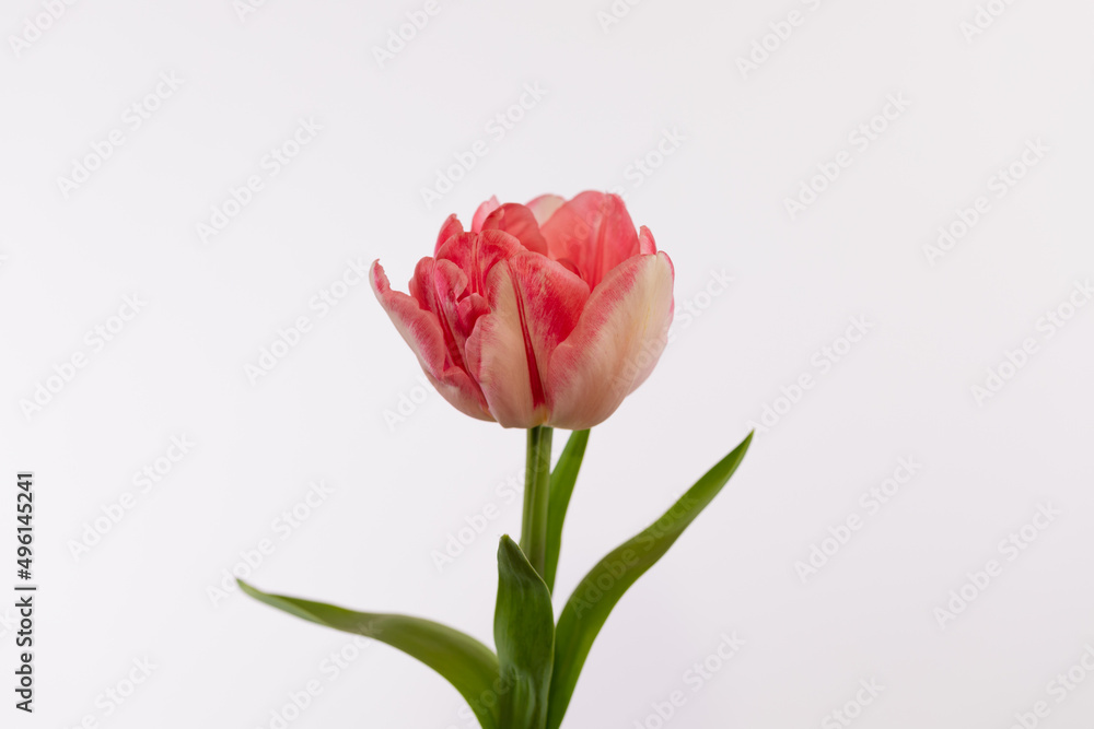 Fototapeta premium Spring flowering doble tulip flower isolated on a white background