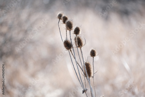 Wild teasel in nature, early spring. Brown nature photography, close up dry plants. © Kati Moth