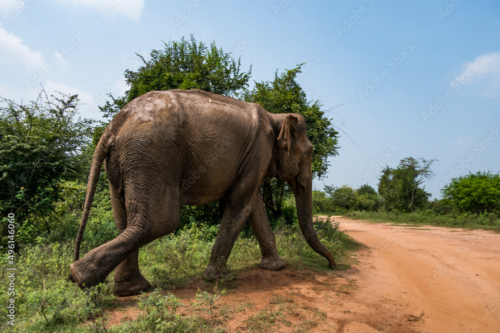 Fototapeta premium Udawalawa, Sri Lanka, Elephants in the Udawalawe National Park Safari park.