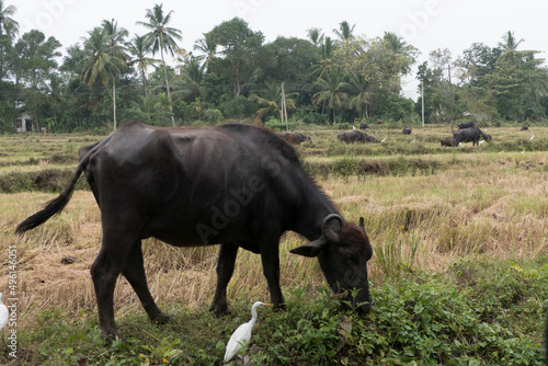 Fototapeta Naklejka Na Ścianę i Meble -  Mirissa, Sri Lanka A water buffalo
