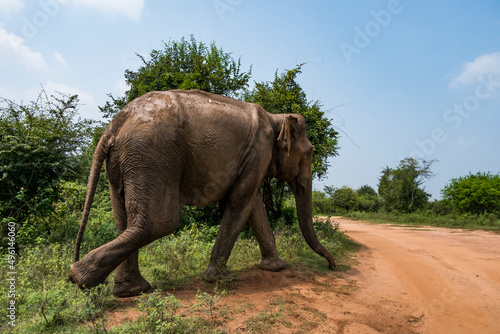 Photography Udawalawa, Sri Lanka, Elephants in the Udawalawe National Park Safari park