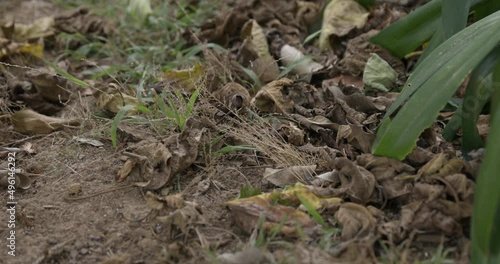Close-up of dead leaves in an unkept garden.