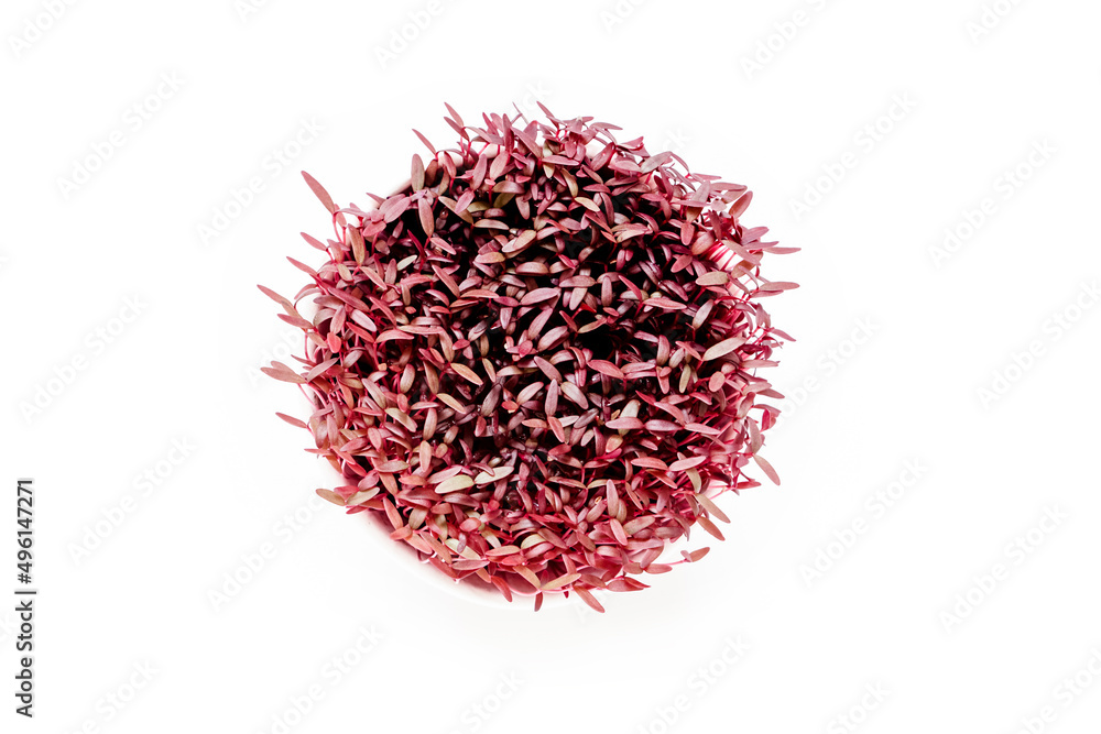 Fresh home-grown micro green amaranth in a cup isolated on white background. High quality photo Fresh home-grown micro green amaranth in a cup isolated on white background. High quality photo