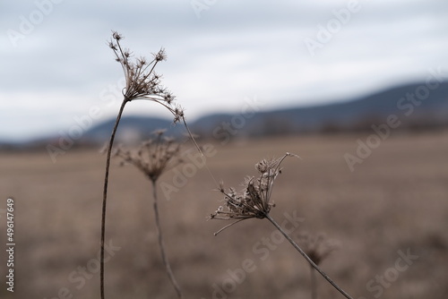 Dry wild carrot plants connected by a spider web, natural background