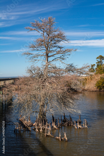  Beautiful vertical photo of a birch tree along the walking trail over the Currituck sound at Duck NC on the OBX, at low tide you see limbs reaching up and roots reach down. Mostly freshwater estuary photo