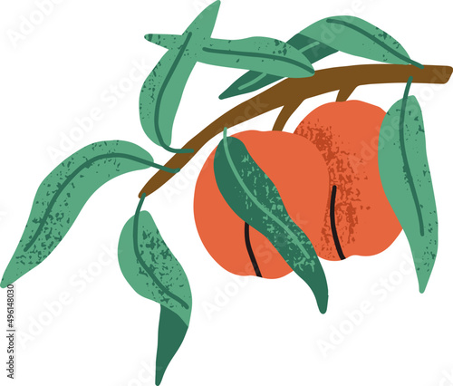 Peaches on Fruit Tree Branch Colored Illustration