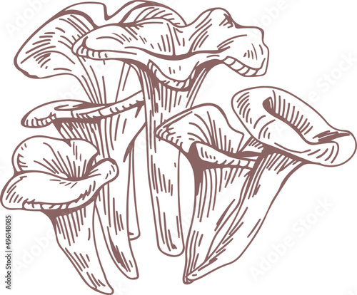 Black Chanterelle or Trumpet Mushrooms Hand Drawn Illustration
