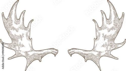 Elk or Moose Antlers or Horns Hand Drawn Illustration