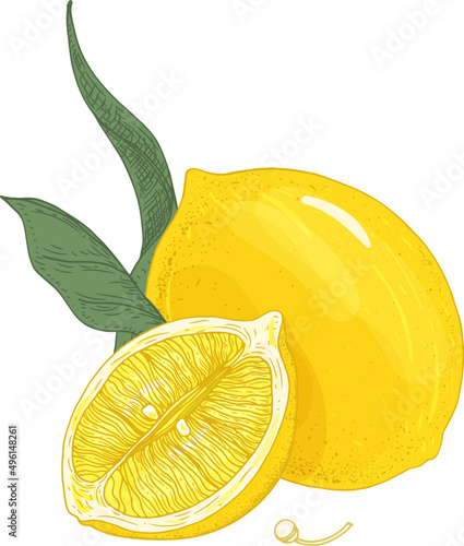 Lemon Fruit Hand Drawn Illustration