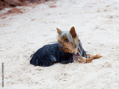 Tiny Yorkshire Terrier lying down on the Dune-du-Sud beach with sand on its muzzle, Havre-aux-Maisons, Magdalen Islands, Quebec, Canada