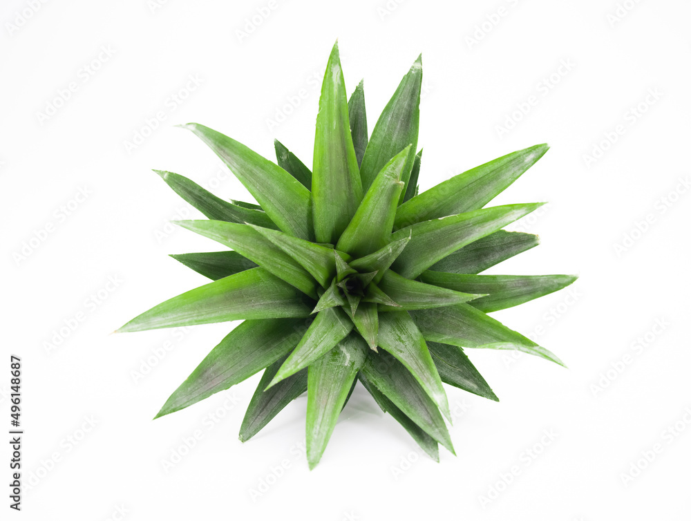 pineapple leaves isolate on white background pineapple leaves isolate on white background
