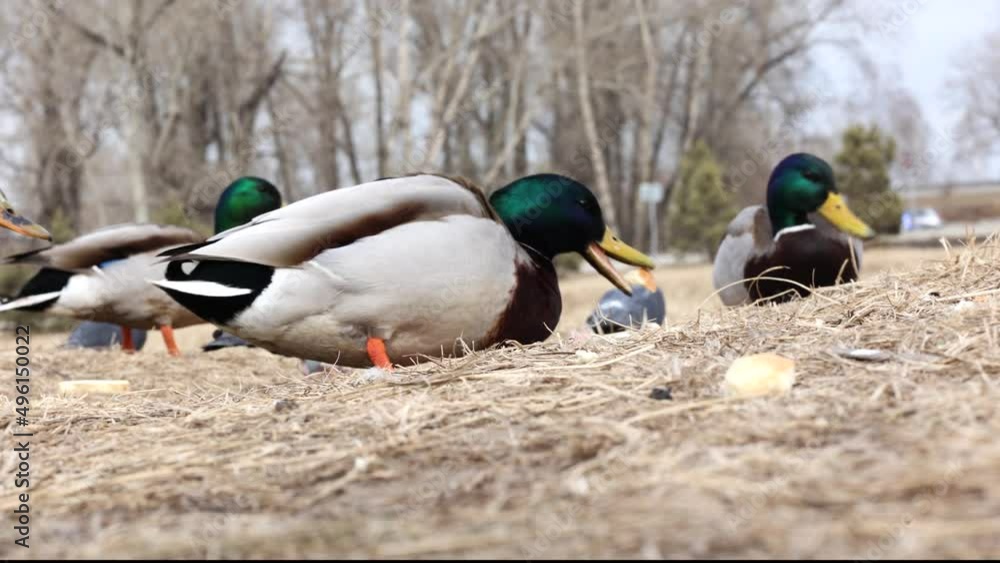 ducks are looking for food in the park bird animal ducks are looking for food in the park bird animal