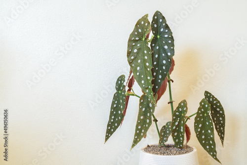 Polka Dot Begonia (Begonia Maculata) Plant