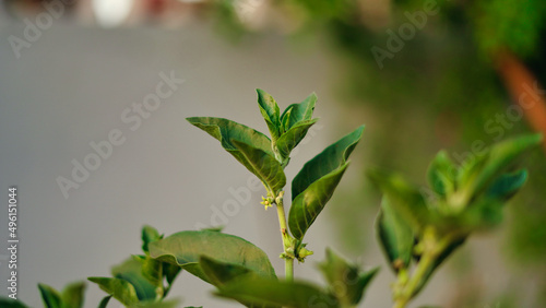 Immunity booster plant, Withania somnifera, known commonly as ashwagandha Its roots and orange-red fruit have been used for hundreds of years for medicinal purposes