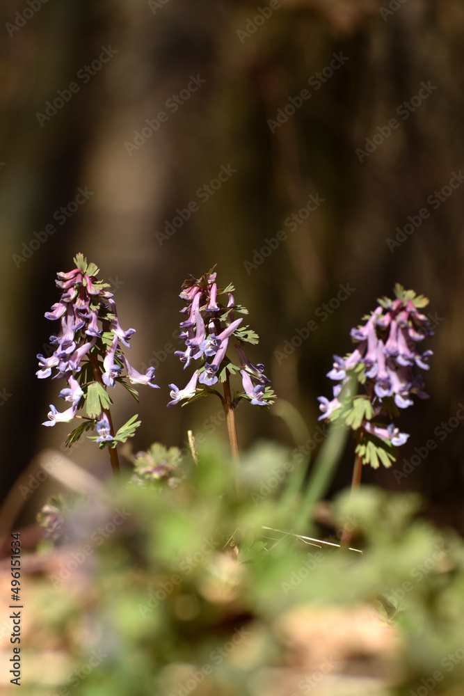 Gefingerter Lerchensporn Gefingerter Lerchensporn