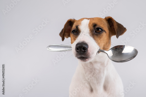 Close-up portrait of a dog Jack Russell Terrier holding a spoon in his mouth on a white background. Copy space.  © Михаил Решетников