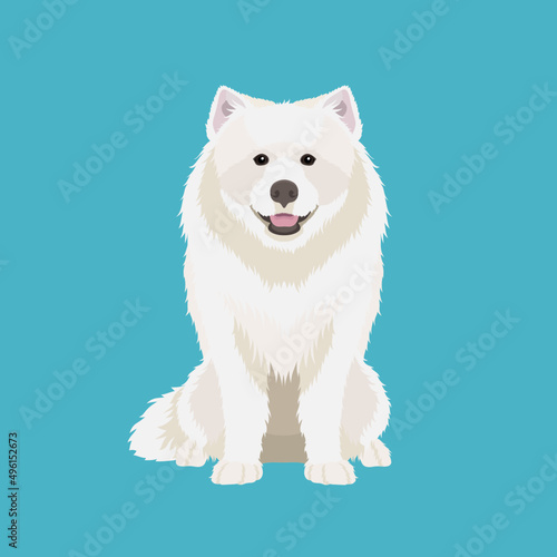 Vector picture of funny Samoyed isolated on white background