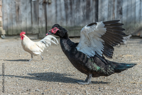 Muscovy duck opening its wings in a farmyard.