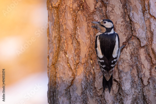 Great spotted woodpecker (Dendrocopos major) on a tree.