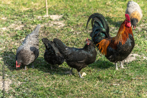 Farmyard rooster and hens on an educational farm.