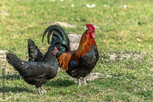 Farmyard rooster and hens on an educational farm. © bios48